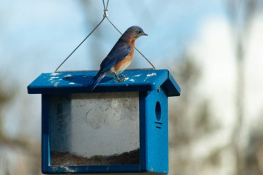 Bu küçük mavi kuş kuş kuş besleyicinin üzerine tünemiş. Mavi kutuda bu tür kuşlar için kurtçuklar var. Beyaz benekli paslı turuncu göbeğe bayılıyorum. Bu kuşun güzel mavi tüyleri var..