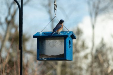 Bu küçük mavi kuş kuş kuş besleyicinin üzerine tünemiş. Mavi kutuda bu tür kuşlar için kurtçuklar var. Beyaz benekli paslı turuncu göbeğe bayılıyorum. Bu kuşun güzel mavi tüyleri var..