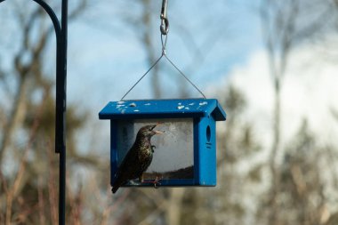 Bu parlak sığırcık, kurtçukları delikten kaçırmak için mavi kuş yemliğine geliyor. Uyum sağlamak için çok büyük, o yüzden dışarıda oturuyor. Onun güzel siyah tüyleri ışıkta parlıyor.