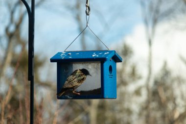 Bu parlak sığırcık, kurtçukları delikten kaçırmak için mavi kuş yemliğine geliyor. Uyum sağlamak için çok büyük, o yüzden dışarıda oturuyor. Onun güzel siyah tüyleri ışıkta parlıyor.