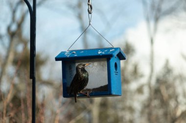 Bu parlak sığırcık, kurtçukları delikten kaçırmak için mavi kuş yemliğine geliyor. Uyum sağlamak için çok büyük, o yüzden dışarıda oturuyor. Onun güzel siyah tüyleri ışıkta parlıyor.