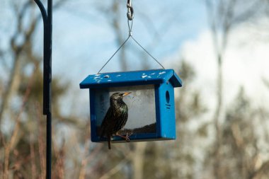 Bu parlak sığırcık, kurtçukları delikten kaçırmak için mavi kuş yemliğine geliyor. Uyum sağlamak için çok büyük, o yüzden dışarıda oturuyor. Onun güzel siyah tüyleri ışıkta parlıyor.