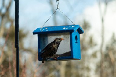 Bu parlak sığırcık, kurtçukları delikten kaçırmak için mavi kuş yemliğine geliyor. Uyum sağlamak için çok büyük, o yüzden dışarıda oturuyor. Onun güzel siyah tüyleri ışıkta parlıyor.