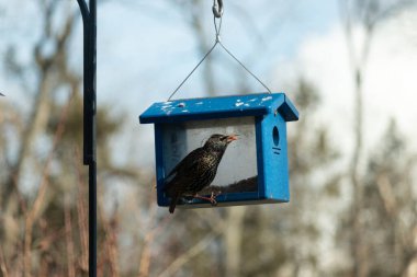 Bu parlak sığırcık, kurtçukları delikten kaçırmak için mavi kuş yemliğine geliyor. Uyum sağlamak için çok büyük, o yüzden dışarıda oturuyor. Onun güzel siyah tüyleri ışıkta parlıyor.