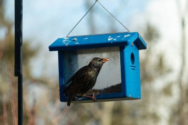 Bu parlak sığırcık, kurtçukları delikten kaçırmak için mavi kuş yemliğine geliyor. Uyum sağlamak için çok büyük, o yüzden dışarıda oturuyor. Onun güzel siyah tüyleri ışıkta parlıyor.