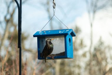 Bu parlak sığırcık, kurtçukları delikten kaçırmak için mavi kuş yemliğine geliyor. Uyum sağlamak için çok büyük, o yüzden dışarıda oturuyor. Onun güzel siyah tüyleri ışıkta parlıyor.
