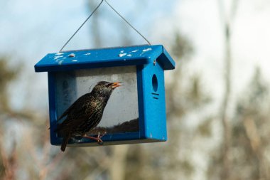 Bu parlak sığırcık, kurtçukları delikten kaçırmak için mavi kuş yemliğine geliyor. Uyum sağlamak için çok büyük, o yüzden dışarıda oturuyor. Onun güzel siyah tüyleri ışıkta parlıyor.