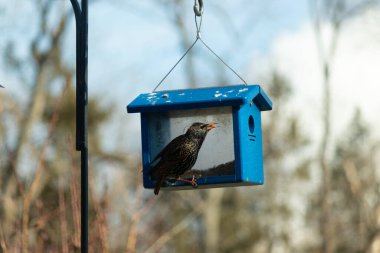 Bu parlak sığırcık, kurtçukları delikten kaçırmak için mavi kuş yemliğine geliyor. Uyum sağlamak için çok büyük, o yüzden dışarıda oturuyor. Onun güzel siyah tüyleri ışıkta parlıyor.