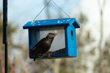 Bu parlak sığırcık, kurtçukları delikten kaçırmak için mavi kuş yemliğine geliyor. Uyum sağlamak için çok büyük, o yüzden dışarıda oturuyor. Onun güzel siyah tüyleri ışıkta parlıyor.