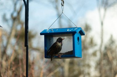 Bu parlak sığırcık, kurtçukları delikten kaçırmak için mavi kuş yemliğine geliyor. Uyum sağlamak için çok büyük, o yüzden dışarıda oturuyor. Onun güzel siyah tüyleri ışıkta parlıyor.