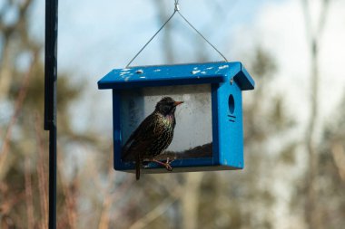 Bu parlak sığırcık, kurtçukları delikten kaçırmak için mavi kuş yemliğine geliyor. Uyum sağlamak için çok büyük, o yüzden dışarıda oturuyor. Onun güzel siyah tüyleri ışıkta parlıyor.