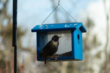 Bu parlak sığırcık, kurtçukları delikten kaçırmak için mavi kuş yemliğine geliyor. Uyum sağlamak için çok büyük, o yüzden dışarıda oturuyor. Onun güzel siyah tüyleri ışıkta parlıyor.