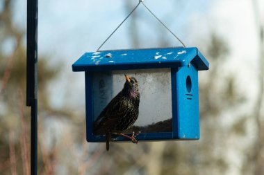 Bu parlak sığırcık, kurtçukları delikten kaçırmak için mavi kuş yemliğine geliyor. Uyum sağlamak için çok büyük, o yüzden dışarıda oturuyor. Onun güzel siyah tüyleri ışıkta parlıyor.