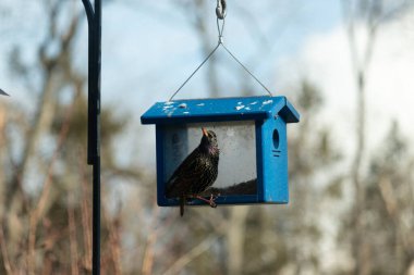 Bu parlak sığırcık, kurtçukları delikten kaçırmak için mavi kuş yemliğine geliyor. Uyum sağlamak için çok büyük, o yüzden dışarıda oturuyor. Onun güzel siyah tüyleri ışıkta parlıyor.