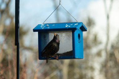 Bu parlak sığırcık, kurtçukları delikten kaçırmak için mavi kuş yemliğine geliyor. Uyum sağlamak için çok büyük, o yüzden dışarıda oturuyor. Onun güzel siyah tüyleri ışıkta parlıyor.