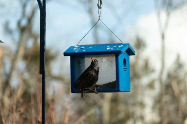 Bu parlak sığırcık, kurtçukları delikten kaçırmak için mavi kuş yemliğine geliyor. Uyum sağlamak için çok büyük, o yüzden dışarıda oturuyor. Onun güzel siyah tüyleri ışıkta parlıyor.