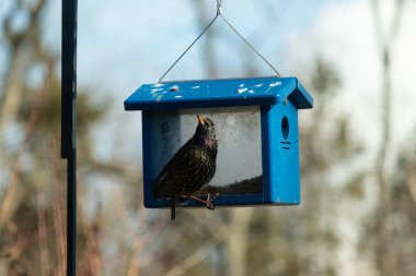 Bu parlak sığırcık, kurtçukları delikten kaçırmak için mavi kuş yemliğine geliyor. Uyum sağlamak için çok büyük, o yüzden dışarıda oturuyor. Onun güzel siyah tüyleri ışıkta parlıyor.