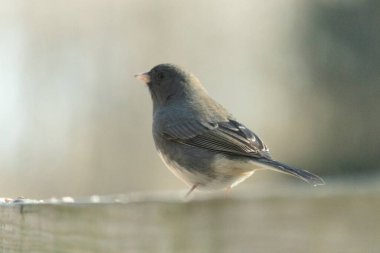 Bu güvertenin ahşap korkuluklarına tünemiş siyah gözlü junco. Bu kuş aynı zamanda bir kar kuşu olarak da adlandırılır ve bazıları için kışın başlangıcında ya da yaklaşan bir kar işareti anlamına gelir. O bir kuş yemi etrafında oturuyor ve biraz yemek yemek için bir ziyaret yaptı..