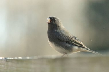 Bu güvertenin ahşap korkuluklarına tünemiş siyah gözlü junco. Bu kuş aynı zamanda bir kar kuşu olarak da adlandırılır ve bazıları için kışın başlangıcında ya da yaklaşan bir kar işareti anlamına gelir. O bir kuş yemi etrafında oturuyor ve biraz yemek yemek için bir ziyaret yaptı..