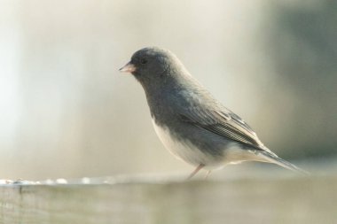 Bu güvertenin ahşap korkuluklarına tünemiş siyah gözlü junco. Bu kuş aynı zamanda bir kar kuşu olarak da adlandırılır ve bazıları için kışın başlangıcında ya da yaklaşan bir kar işareti anlamına gelir. O bir kuş yemi etrafında oturuyor ve biraz yemek yemek için bir ziyaret yaptı..