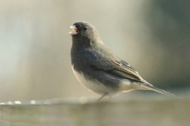 Bu güvertenin ahşap korkuluklarına tünemiş siyah gözlü junco. Bu kuş aynı zamanda bir kar kuşu olarak da adlandırılır ve bazıları için kışın başlangıcında ya da yaklaşan bir kar işareti anlamına gelir. O bir kuş yemi etrafında oturuyor ve biraz yemek yemek için bir ziyaret yaptı..