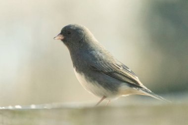Bu güvertenin ahşap korkuluklarına tünemiş siyah gözlü junco. Bu kuş aynı zamanda bir kar kuşu olarak da adlandırılır ve bazıları için kışın başlangıcında ya da yaklaşan bir kar işareti anlamına gelir. O bir kuş yemi etrafında oturuyor ve biraz yemek yemek için bir ziyaret yaptı..
