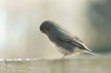 Bu güvertenin ahşap korkuluklarına tünemiş siyah gözlü junco. Bu kuş aynı zamanda bir kar kuşu olarak da adlandırılır ve bazıları için kışın başlangıcında ya da yaklaşan bir kar işareti anlamına gelir. O bir kuş yemi etrafında oturuyor ve biraz yemek yemek için bir ziyaret yaptı..