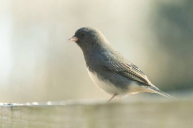 Bu güvertenin ahşap korkuluklarına tünemiş siyah gözlü junco. Bu kuş aynı zamanda bir kar kuşu olarak da adlandırılır ve bazıları için kışın başlangıcında ya da yaklaşan bir kar işareti anlamına gelir. O bir kuş yemi etrafında oturuyor ve biraz yemek yemek için bir ziyaret yaptı..