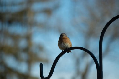 Bu sevimli mavi kuş avluya bakan demir çobanların kancasına tünemiş. Onun paslı kırmızı göbeğini ve şirin mavi kafasını seviyorum. Bu kuşlar oldukça renkli ve izlenmesi güzel..