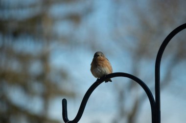 Bu sevimli mavi kuş avluya bakan demir çobanların kancasına tünemiş. Onun paslı kırmızı göbeğini ve şirin mavi kafasını seviyorum. Bu kuşlar oldukça renkli ve izlenmesi güzel..