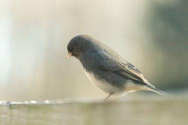 Bu güvertenin ahşap korkuluklarına tünemiş siyah gözlü junco. Bu kuş aynı zamanda bir kar kuşu olarak da adlandırılır ve bazıları için kışın başlangıcında ya da yaklaşan bir kar işareti anlamına gelir. O bir kuş yemi etrafında oturuyor ve biraz yemek yemek için bir ziyaret yaptı..