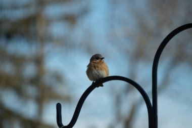 Bu sevimli mavi kuş avluya bakan demir çobanların kancasına tünemiş. Onun paslı kırmızı göbeğini ve şirin mavi kafasını seviyorum. Bu kuşlar oldukça renkli ve izlenmesi güzel..