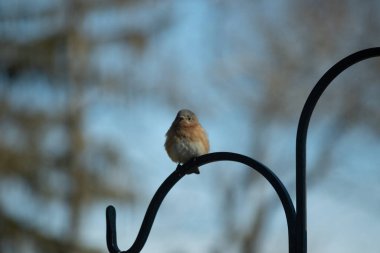 Bu sevimli mavi kuş avluya bakan demir çobanların kancasına tünemiş. Onun paslı kırmızı göbeğini ve şirin mavi kafasını seviyorum. Bu kuşlar oldukça renkli ve izlenmesi güzel..