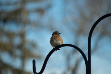 Bu sevimli mavi kuş avluya bakan demir çobanların kancasına tünemiş. Onun paslı kırmızı göbeğini ve şirin mavi kafasını seviyorum. Bu kuşlar oldukça renkli ve izlenmesi güzel..