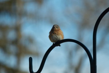 Bu sevimli mavi kuş avluya bakan demir çobanların kancasına tünemiş. Onun paslı kırmızı göbeğini ve şirin mavi kafasını seviyorum. Bu kuşlar oldukça renkli ve izlenmesi güzel..