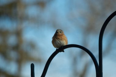 Bu sevimli mavi kuş avluya bakan demir çobanların kancasına tünemiş. Onun paslı kırmızı göbeğini ve şirin mavi kafasını seviyorum. Bu kuşlar oldukça renkli ve izlenmesi güzel..
