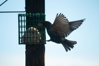 Avrupa sığırcığı süet kafesi ziyarete geliyor. Kuş siyahtır ve beyaz benekleri vardır. Tüyler gökkuşağı renginde parlıyor. Sudaki yağ gibi. Bunlar istilacı türler..  