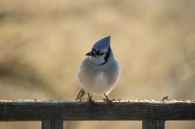 Tırabzana tünemiş bu sevimli mavi karga neredeyse yavru bir kuşa benziyor. Tüylerinin kabarması ve kabarması onu ısıtmaya yardımcı oluyor. Yumuşak beyaz tüyler çok yumuşak görünüyor..