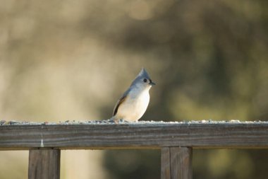Bu küçük tüylü meme faresi ahşap korkuluklara tünemiş kuş yemi arıyordu. Ayakta duran küçük sevimli Mohawk 'ı. Küçük beyaz göbekli, gri bedeni küçük siyah gözleriyle sevimli görünüyor..