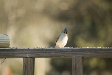 Bu küçük tüylü meme faresi ahşap korkuluklara tünemiş kuş yemi arıyordu. Ayakta duran küçük sevimli Mohawk 'ı. Küçük beyaz göbekli, gri bedeni küçük siyah gözleriyle sevimli görünüyor..