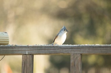 Bu küçük tüylü meme faresi ahşap korkuluklara tünemiş kuş yemi arıyordu. Ayakta duran küçük sevimli Mohawk 'ı. Küçük beyaz göbekli, gri bedeni küçük siyah gözleriyle sevimli görünüyor..