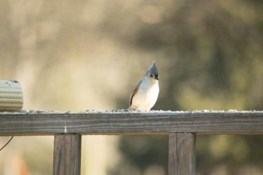 Bu küçük tüylü meme faresi ahşap korkuluklara tünemiş kuş yemi arıyordu. Ayakta duran küçük sevimli Mohawk 'ı. Küçük beyaz göbekli, gri bedeni küçük siyah gözleriyle sevimli görünüyor..