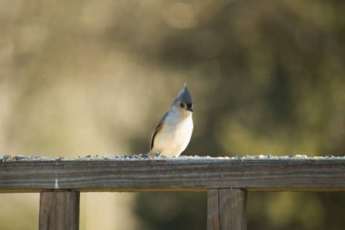 Bu küçük tüylü meme faresi ahşap korkuluklara tünemiş kuş yemi arıyordu. Ayakta duran küçük sevimli Mohawk 'ı. Küçük beyaz göbekli, gri bedeni küçük siyah gözleriyle sevimli görünüyor..