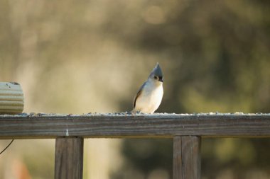 Bu küçük tüylü meme faresi ahşap korkuluklara tünemiş kuş yemi arıyordu. Ayakta duran küçük sevimli Mohawk 'ı. Küçük beyaz göbekli, gri bedeni küçük siyah gözleriyle sevimli görünüyor..