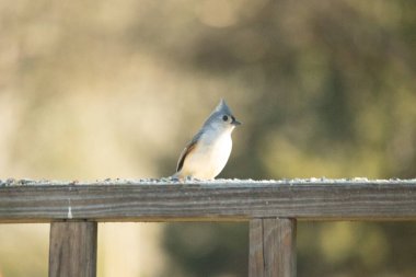Bu küçük tüylü meme faresi ahşap korkuluklara tünemiş kuş yemi arıyordu. Ayakta duran küçük sevimli Mohawk 'ı. Küçük beyaz göbekli, gri bedeni küçük siyah gözleriyle sevimli görünüyor..