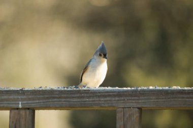 Bu küçük tüylü meme faresi ahşap korkuluklara tünemiş kuş yemi arıyordu. Ayakta duran küçük sevimli Mohawk 'ı. Küçük beyaz göbekli, gri bedeni küçük siyah gözleriyle sevimli görünüyor..
