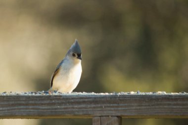 Bu küçük tüylü meme faresi ahşap korkuluklara tünemiş kuş yemi arıyordu. Ayakta duran küçük sevimli Mohawk 'ı. Küçük beyaz göbekli, gri bedeni küçük siyah gözleriyle sevimli görünüyor..