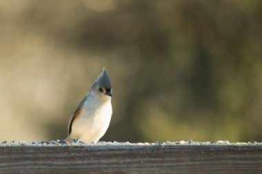 Bu küçük tüylü meme faresi ahşap korkuluklara tünemiş kuş yemi arıyordu. Ayakta duran küçük sevimli Mohawk 'ı. Küçük beyaz göbekli, gri bedeni küçük siyah gözleriyle sevimli görünüyor..