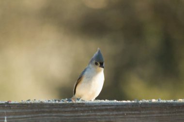 Bu küçük tüylü meme faresi ahşap korkuluklara tünemiş kuş yemi arıyordu. Ayakta duran küçük sevimli Mohawk 'ı. Küçük beyaz göbekli, gri bedeni küçük siyah gözleriyle sevimli görünüyor..