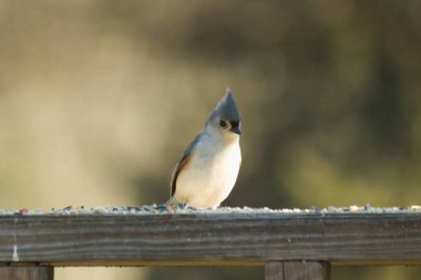 Bu küçük tüylü meme faresi ahşap korkuluklara tünemiş kuş yemi arıyordu. Ayakta duran küçük sevimli Mohawk 'ı. Küçük beyaz göbekli, gri bedeni küçük siyah gözleriyle sevimli görünüyor..